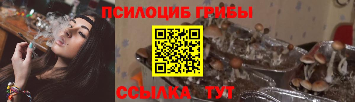 Псилоцибиновые грибы Psilocybe  Канаш  Галлюциногенные грибы Magic Shrooms 